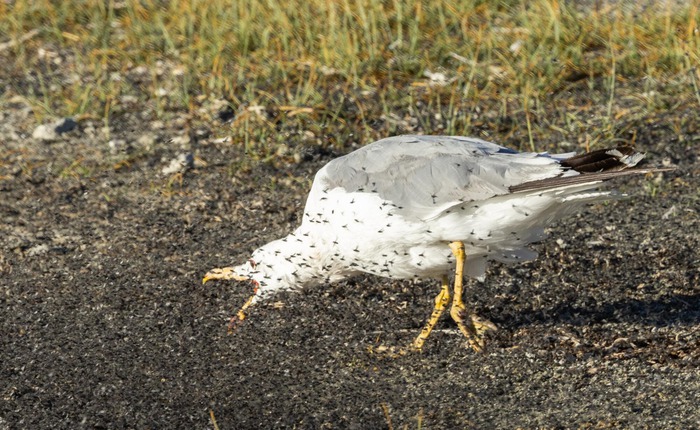 Vì sao hồ Mono có độ mặn gấp ba lần nước biển, được coi là 'vùng tử địa' nhưng lại có thể nuôi sống hai triệu con chim mỗi năm?