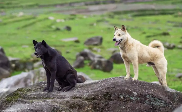 Các nhà khoa học tin rằng nếu con người biến mất, tất cả các loài chó trên hành tinh sẽ biến thành "chó ta" chỉ sau 5 năm