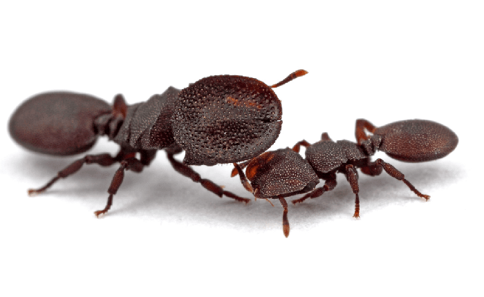 Sự thật rùng mình về loài kiến lấy chính đầu mình làm lá chắn bảo vệ cả đàn