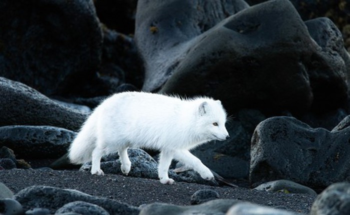 Sự thật bất ngờ về loài cáo Bắc Cực: Không chỉ có màu trắng tuyết mà còn sở hữu biến thể "màu xanh" hiếm gặp