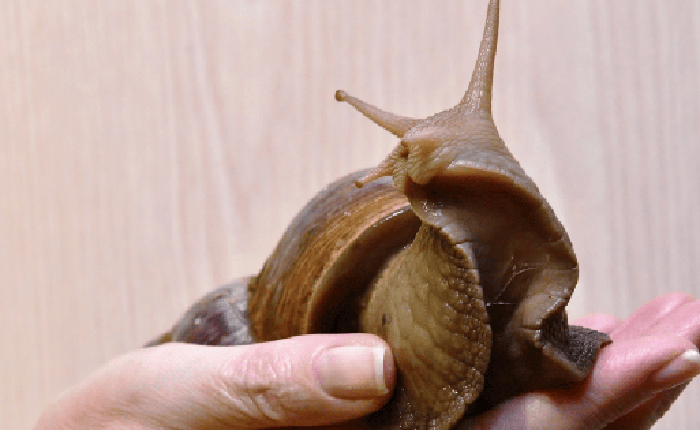 Mỹ tốn triệu đô bất lực trước ốc sên châu Phi, Trung Quốc tìm ra cách biến "kẻ xâm lăng" thành mỏ vàng kinh tế