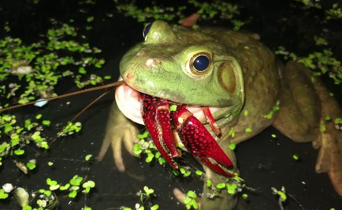 Cơn sốt 300.000 tấn ếch trâu tại Trung Quốc và ba loại "chi phí ngầm" đang khiến giới chuyên gia đau đầu