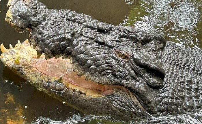 Bí ẩn cái chết của "Vua cá sấu" Cassius: Quả bom nổ chậm từ 40 năm trước