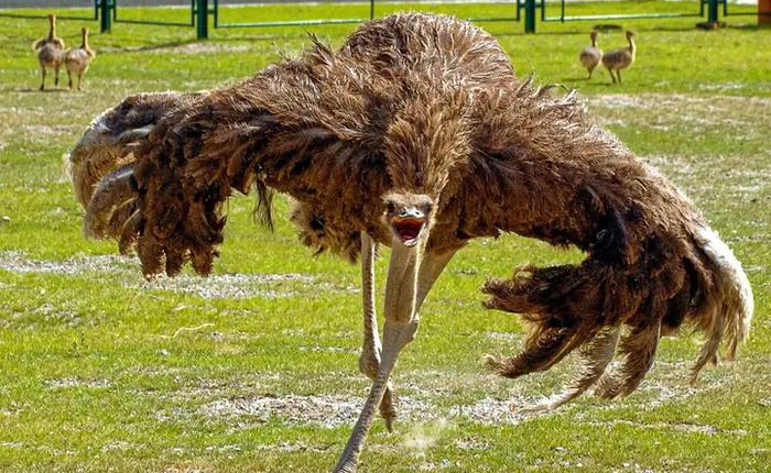 Đà điểu mất khả năng bay hay tổ tiên của chúng chưa từng biết bay?