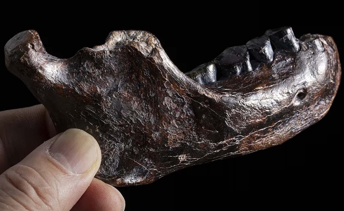 Bí ẩn 15 năm được giải mã chỉ sau một đêm? Cú đột phá từ cao răng giải mã bí ẩn 146.000 năm!