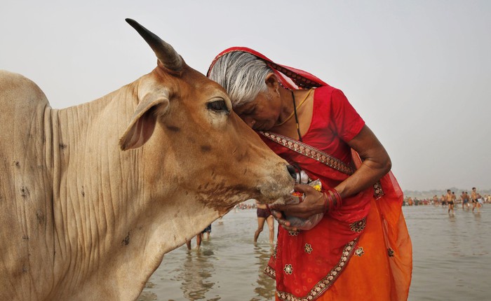 Ấn Độ nuôi hơn 500 triệu con bò nhưng không ăn thịt, mà biến chất thải của chúng thành mỏ vàng tỷ đô