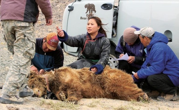 Hiếm hơn cả gấu trúc: "Bóng ma sa mạc" chỉ còn chưa đầy 50 cá thể và bên bờ vực tuyệt chủng