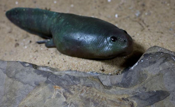 Nuôi nòng nọc 5 tháng vẫn không chịu "lột xác" thành ếch: Hiện tượng đột biến hay sai lầm ngớ ngẩn của người nuôi?