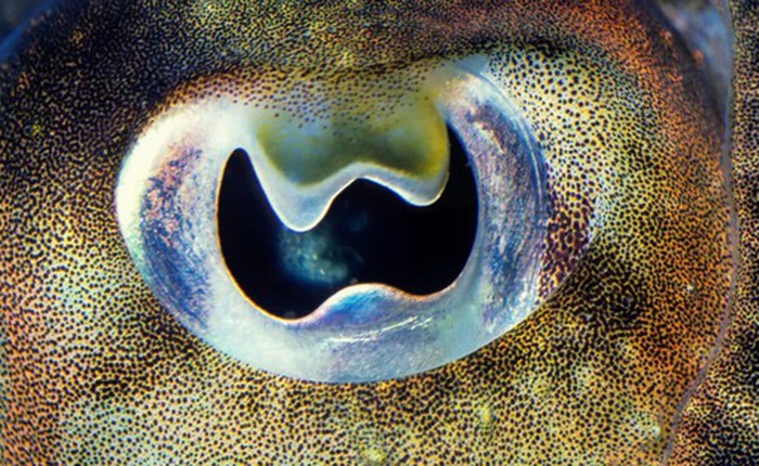 Vì sao mực nang sở hữu đồng tử hình chữ "W" kỳ lạ nhất đại dương?