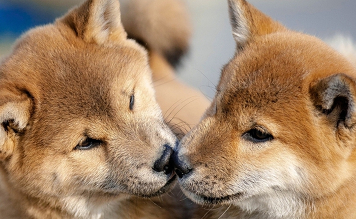 Nhân bản thú cưng cũng thú vị, nhưng đằng sau đó là những rủi ro mà giới khoa học cảnh báo