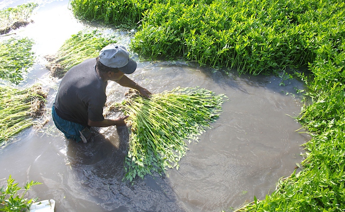 Việt Nam có loại rau ngọt như mì chính, chứa chất quý giúp giải độc cơ thể: Được bán đầy chợ vào mùa đông