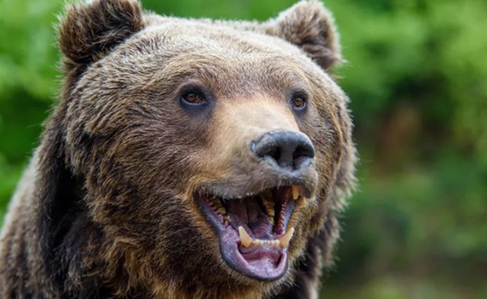 Gấu phá vỡ quy tắc tiến hóa hai lần trong lịch sử: Bí ẩn hé lộ từ bộ răng cổ đại