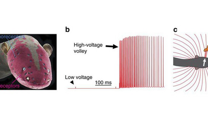 Bí ẩn về 6.000 máy phát điện trong cơ thể của lươn điện