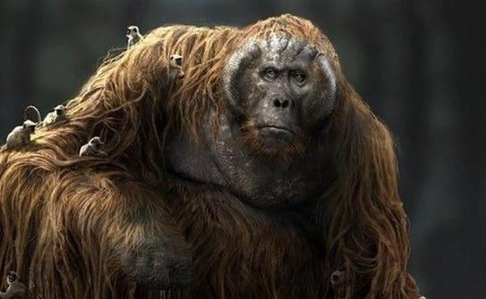 Tại sao Gigantopithecus - loài vượn lớn nhất mọi thời đại từng sinh sống tại Việt Nam lại tuyệt chủng?