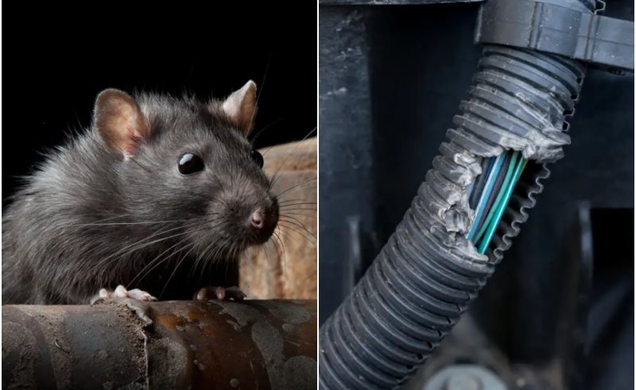 Thắc mắc từ vụ ca sĩ Duy Mạnh kiện Mercedes Việt Nam: "Răng chuột cắn đứt làm sao được dây điện xe ô tô?"