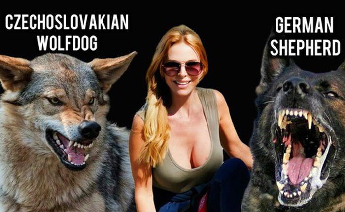 Chó sói và chó Husky có thể lai tạo và sinh sản, nhưng liệu con của chúng có khả năng sinh sản không?