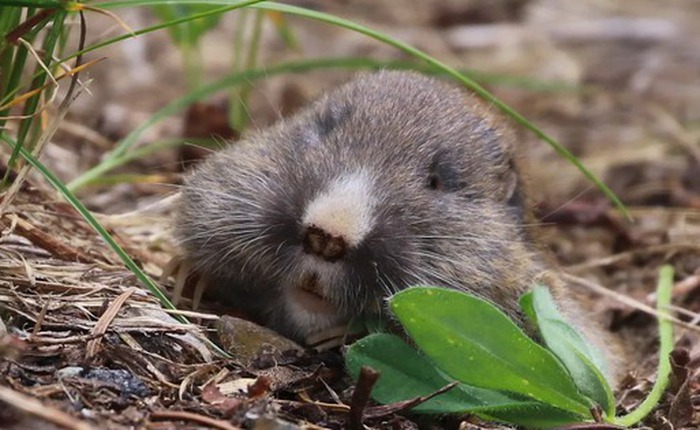 Các nhà khoa học thả chuột gophers xuống 'vùng đất chết' trong 24 giờ, bốn thập kỷ sau ai cũng phải ngạc nhiên vì hành động này!