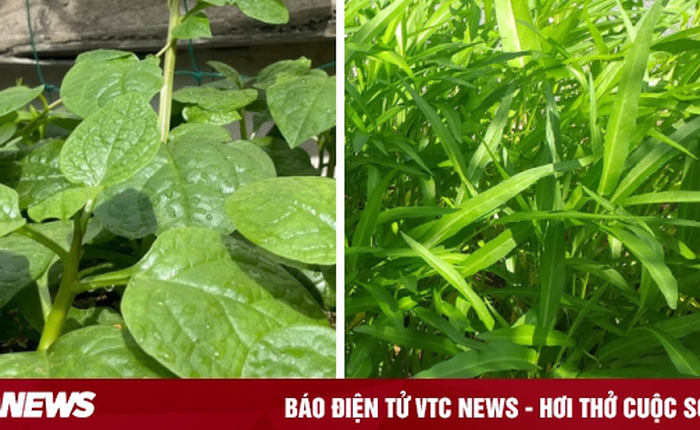 Chuyên gia mách bạn 4 loại rau mùa hè ít 'ngậm' hóa chất nhất