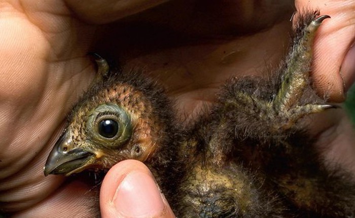 Chim Hoatzin: 'quái vật' cổ đại của Amazon và danh hiệu loài chim hôi nhất hành tinh