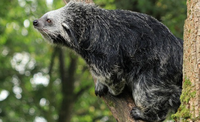 Binturong: Sinh vật bí ẩn được 'lai tạo' giữa gấu và mèo với hương thơm bỏng ngô đặc trưng giữa rừng già