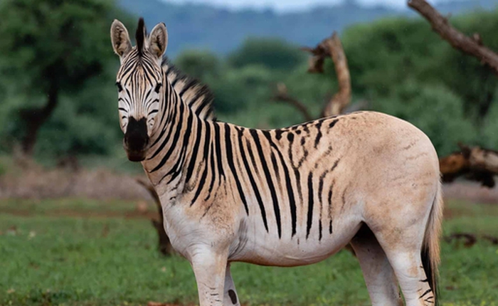 Con quagga cuối cùng trên thế giới qua đời, khép lại số phận của một loài ngựa vằn đặc biệt!