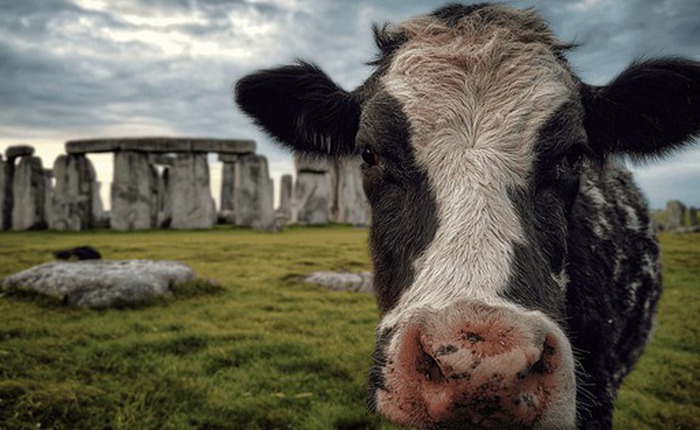 Chiếc răng bò 5.000 năm tuổi đã thay đổi những gì chúng ta biết về Stonehenge