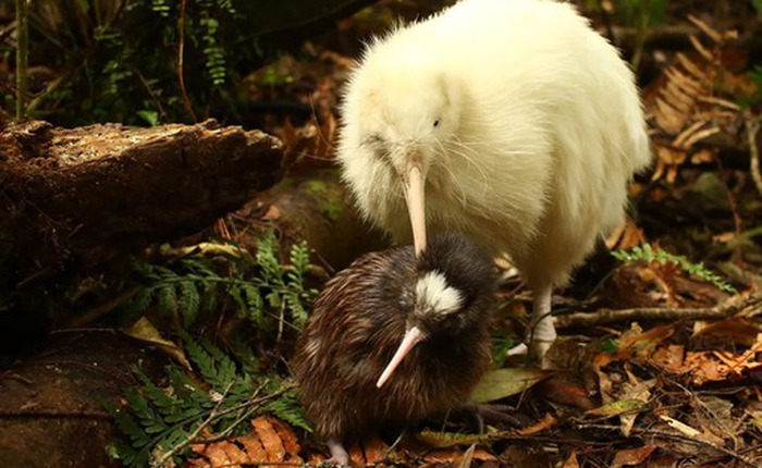 Chim kiwi trắng quý hiếm bất ngờ xuất hiện giữa ban ngày ở New Zealand