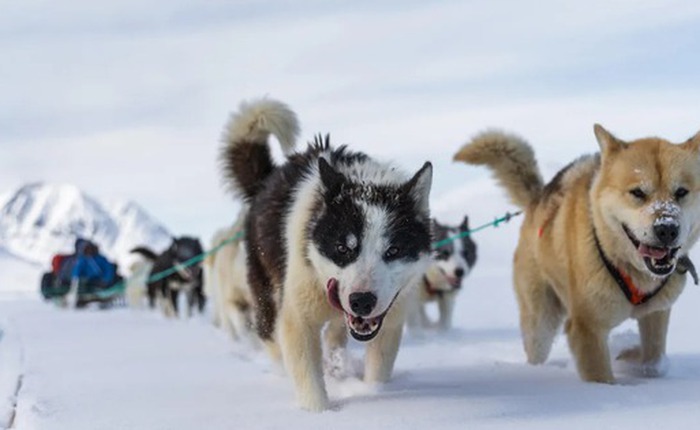 Bí mật 9.000 năm tuổi: Phân chó tiết lộ chế độ ăn kỳ lạ của chó kéo xe Siberia