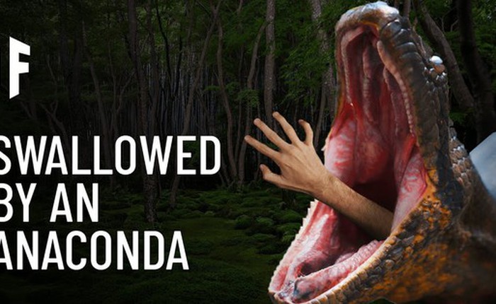 Bên trong dạ dày Anaconda: Con người sẽ sống được bao lâu trước khi bị tiêu hóa?