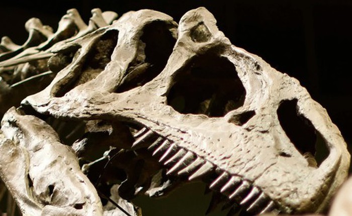Phân tích răng T-Rex hé lộ 'không khí tiền sử' rất độc hại, nồng độ CO2 cao gấp 4 lần hiện nay!