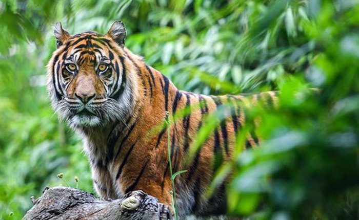 Hổ Bali tuyệt chủng: Dấu chấm hết cho một loài mèo lớn của Indonesia