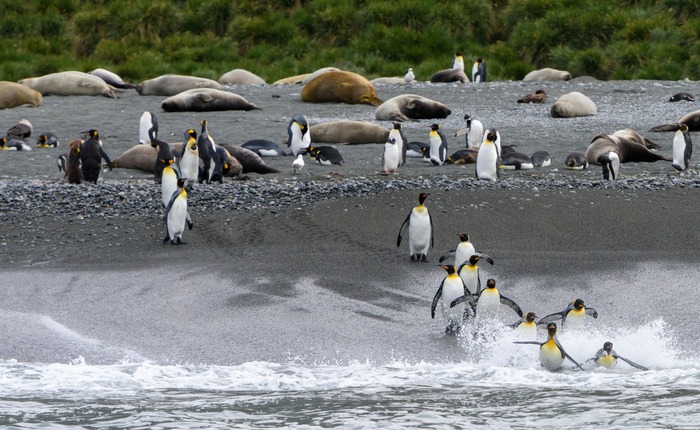 Tham vọng điên rồ đưa 69 chú chim cánh cụt đến Bắc Cực: Bi kịch diệt vong và bài học đắt giá về sự tôn trọng tự nhiên