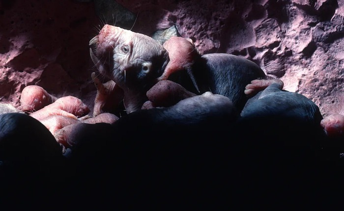 Loài động vật có vú gần như máu lạnh duy nhất còn sống khiến giới khoa học bối rối vì quá khác thường