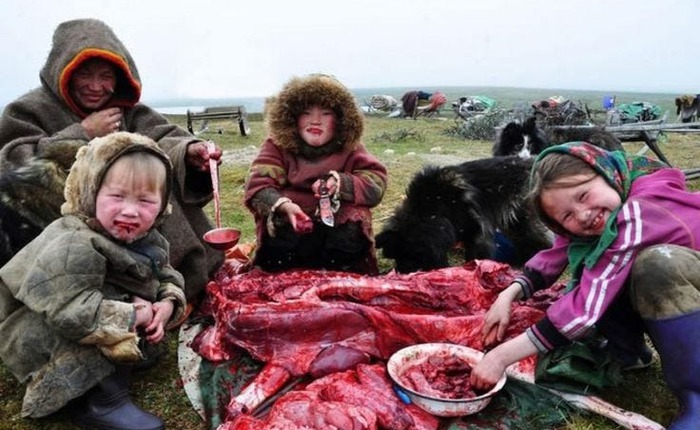 Vì sao người Eskimo vẫn ăn thịt sống giữa Bắc Cực khắc nghiệt suốt hàng nghìn năm?