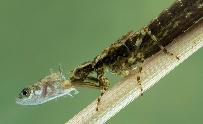 Một sinh vật lạ trông giống châu chấu đã xuất hiện trong bể cá và bơi cực nhanh, cư dân mạng cảnh báo nếu không bắt nhanh nó sẽ ăn hết cá