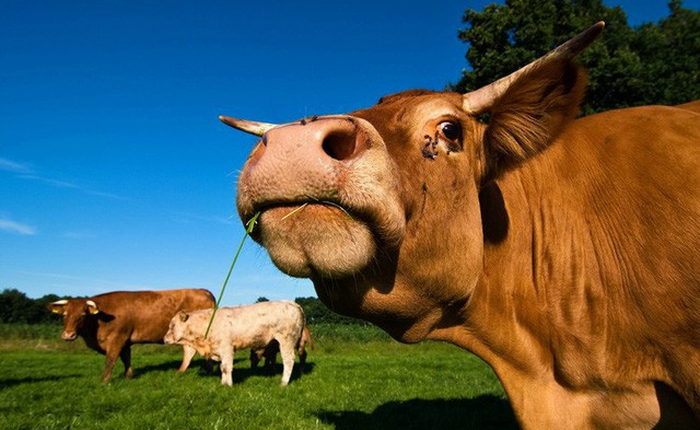 Câu đố: Một chữ trong tiếng Việt để nguyên là con bò, bỏ bớt chữ vẫn là con bò, ai thật sự nhanh trí mới biết