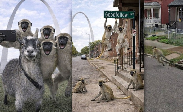 Khỉ sổng chuồng giữa lòng St. Louis và rắc rối mới từ trí tuệ nhân tạo khiến giới chức lao đao