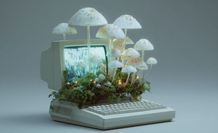 Kỷ nguyên máy tính sinh học: Khi nấm hương trong bếp trở thành linh kiện điện tử thay thế chip silicon đắt đỏ