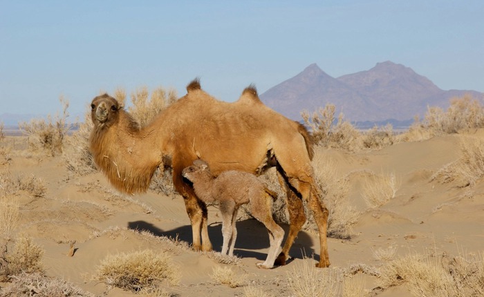 Lạc đà hoang dã đã tiến hóa để uống nước muối mặn hơn nước biển, thách thức mọi giới hạn sinh học