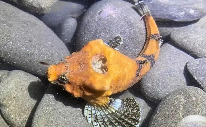 Bí ẩn thế kỷ về chiếc lỗ trên đầu loài cá đầu đá được giải mã