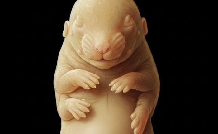 Các nhà khoa học đã vô tình tạo ra một phôi thai chuột 6 chân giống như các sinh vật trong phim 'Avatar'