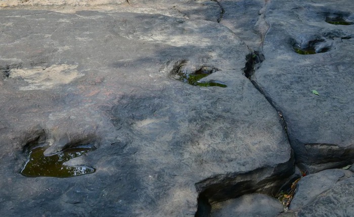 Bí ẩn khoa học đằng sau khả năng tồn tại hàng triệu năm của những dấu chân khủng long hóa thạch