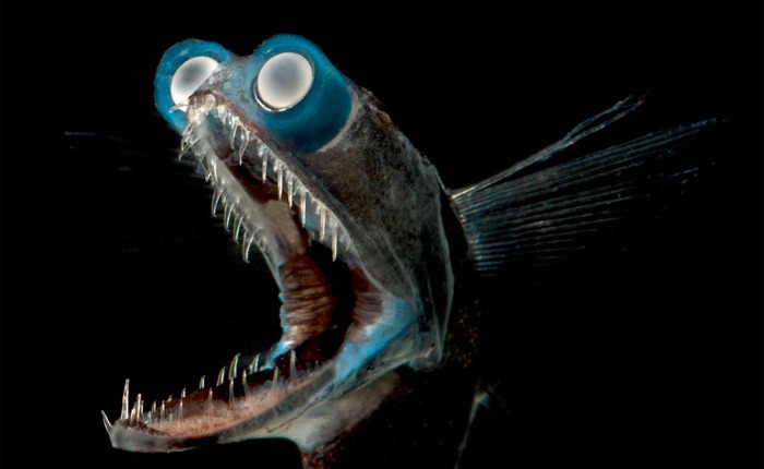Cá mắt kính: Sinh vật biển sâu có đôi mắt như ống nhòm khiến mạng xã hội tưởng được tạo ra bởi AI