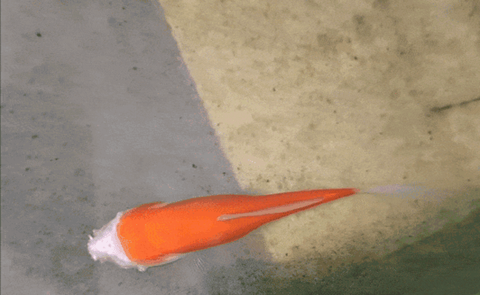 Cá vàng mất gần hết đầu vẫn sống hai tuần, hé lộ cơ chế sinh tồn đáng kinh ngạc của động vật nước ngọt