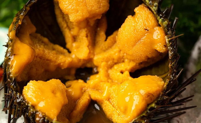 Sinh vật duy nhất trên Trái đất "nhìn bằng chân": Hóa ra là "nhân sâm của biển"