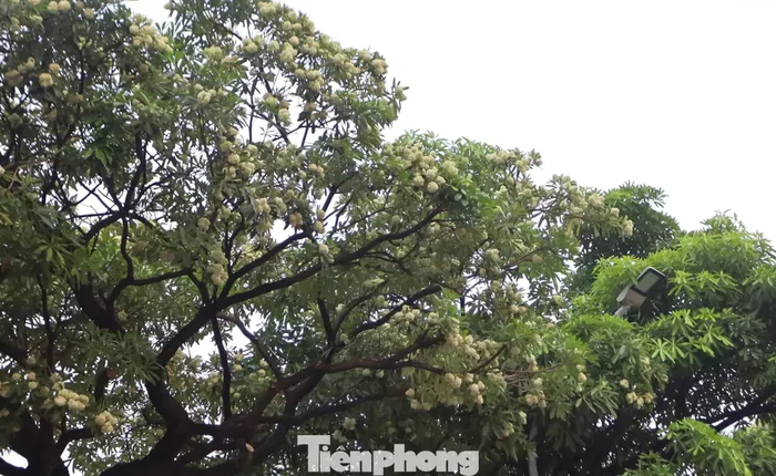 Hà Nội yêu cầu cắt tỉa ngay hoa sữa vì mùi quá nồng