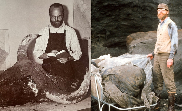 Các nhà khoa học đã nấu một con bò rừng 50.000 năm tuổi để ăn và nhận xét: "Ngon tuyệt nhưng dai kinh khủng!"