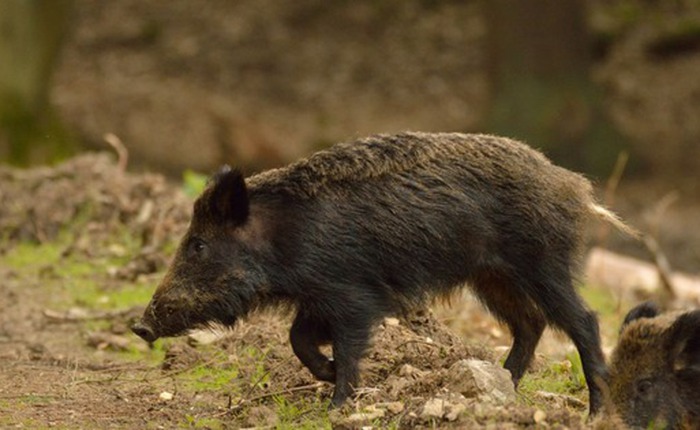 Bí ẩn đằng sau sự bùng nổ và suy tàn nhanh chóng của loài lợn lai tại vùng đất chết Fukushima sau thảm họa hạt nhân