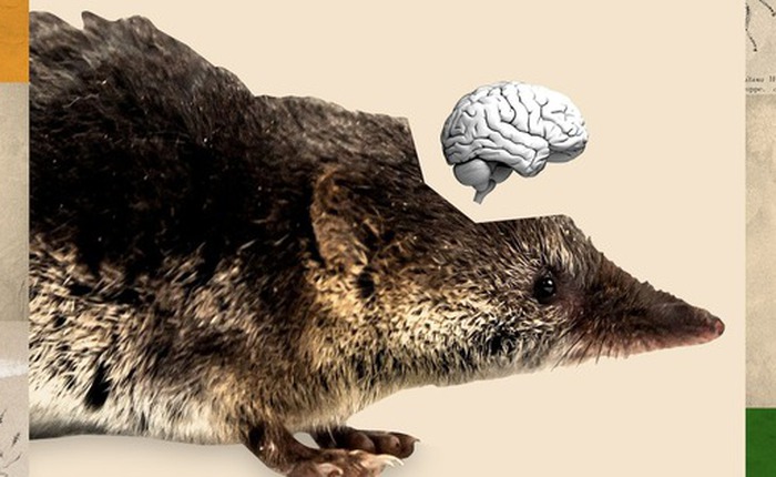 Hiện tượng Dehnel: Bí ẩn loài vật tự "teo não" và thu nhỏ xương cốt để sống sót qua mùa đông