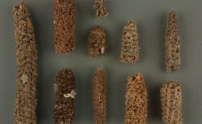 Bí mật "bốc mùi" giúp nền văn minh cổ đại nở hoa giữa sa mạc khô cằn nhất Trái Đất